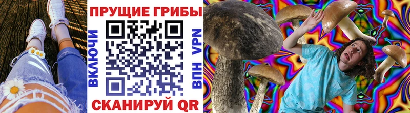 Псилоцибиновые грибы Cubensis  Кедровый 
